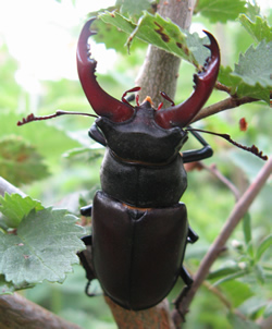 Male Stag Beetle